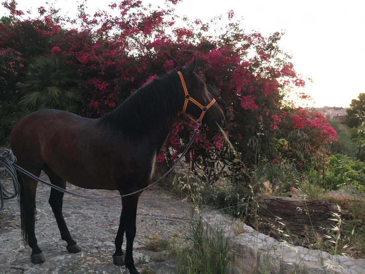 Country Room Sicily - Agrigentoholidays 외부 사진
